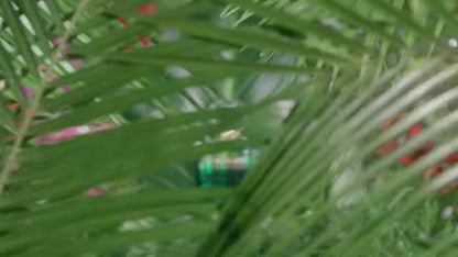 Roberto Cavalli Gemma Di Paradiso Eau De Parfum For Women 75ml